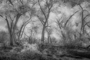 Bosque Cottonwoods #1303 • ©John Simmons