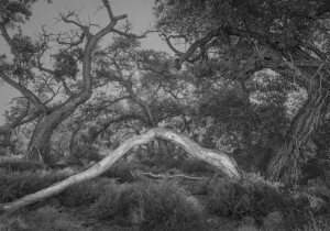 Bosque Cottonwoods #8438 • ©John Simmons