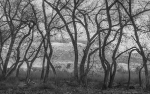 Bosque Cottonwoods #0008 • ©John Simmons