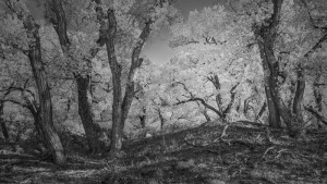 Bosque Cottonwoods #0065a • ©John Simmons