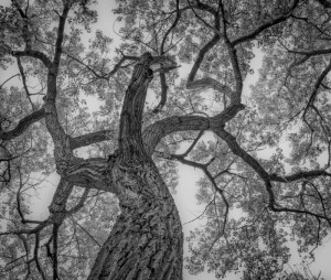 Bosque Cottonwoods #0594 • ©John Simmons