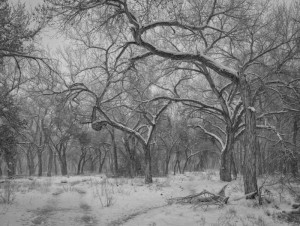 Bosque Cottonwoods #2294 • ©John Simmons