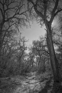 Bosque Cottonwoods #2767 • ©John Simmons