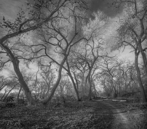Bosque Cottonwoods #7285 • ©John Simmons
